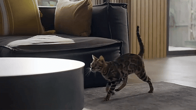 "Unlock Your Pet's Healthier, Happier Life!"